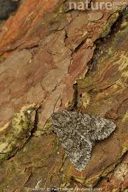 Attēlu rezultāti vaicājumam “Acronicta aceris”