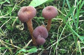 Attēlu rezultāti vaicājumam “Laccaria amethystina”