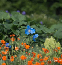 Image result for Scheinmohn