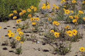 Image result for Dimorphotheca sinuata