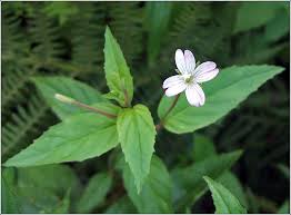 Attēlu rezultāti vaicājumam “Epilobium montanum flower”