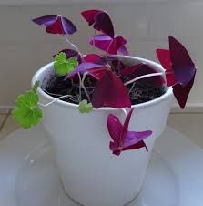 Attēlu rezultāti vaicājumam “Geranium pyrenaicum leaf”