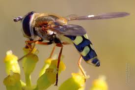 Attēlu rezultāti vaicājumam “Eupeodes nielseni”