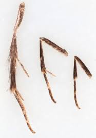 Attēlu rezultāti vaicājumam “Denisia similella”