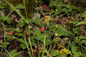 Attēlu rezultāti vaicājumam “Fragaria moschata leaf”