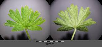 Attēlu rezultāti vaicājumam “Geranium pusillum leaf”