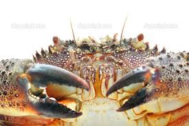 Image result for Eriphia verrucosa