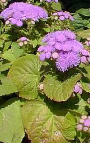 Image result for Ageratum mexicanum