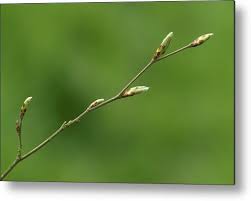 Attēlu rezultāti vaicājumam “Carpinus betulus leaf”