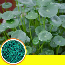 Attēlu rezultāti vaicājumam “Hydrocotyle vulgaris bud”