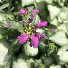 Attēlu rezultāti vaicājumam “Lamium maculatum”