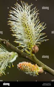 Attēlu rezultāti vaicājumam “Salix cinerea female flower”
