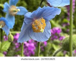 Image result for Meconopsis betonicifolia