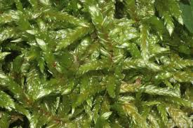 Attēlu rezultāti vaicājumam “Pleurozium schreberi”