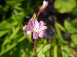 Attēlu rezultāti vaicājumam “Epilobium montanum flower”