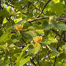 Attēlu rezultāti vaicājumam “Liriodendron tulipifera”