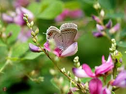 Attēlu rezultāti vaicājumam “Everes argiades”