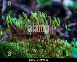 Attēlu rezultāti vaicājumam “Polytrichum commune sporophyte”