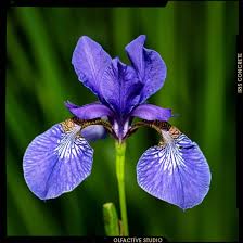 Image result for Iris