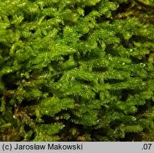 Attēlu rezultāti vaicājumam “Neckera crispa”