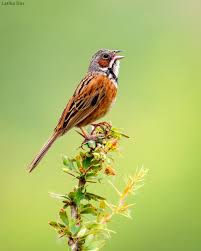 Image result for Emberiza fucata