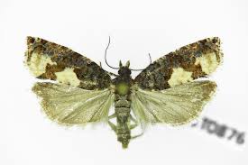 Attēlu rezultāti vaicājumam “Epinotia trigonella”