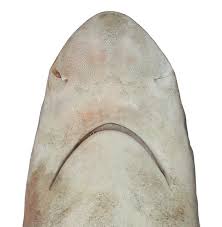 Image result for Carcharhinus plumbeus