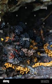 Attēlu rezultāti vaicājumam “Metatrichia vesparia spores”