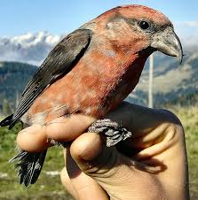 Image result for Loxia curvirostra