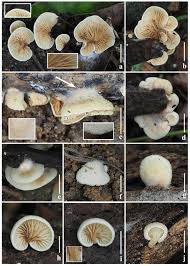 Attēlu rezultāti vaicājumam “Crepidotus versutus”