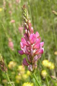 Image result for Onobrychis viciifolia