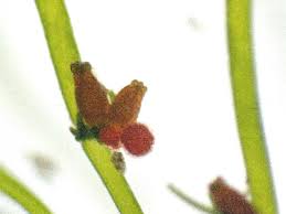 Attēlu rezultāti vaicājumam “Chara contraria”