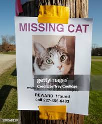 Image result for cat found
