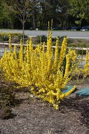 Attēlu rezultāti vaicājumam “Forsythia”