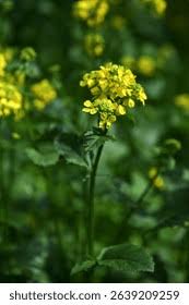 Attēlu rezultāti vaicājumam “Sinapis arvensis leaf”