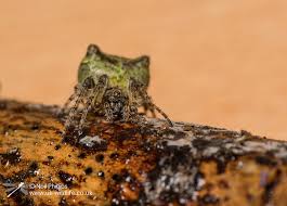 Attēlu rezultāti vaicājumam “Gibbaranea gibbosa”