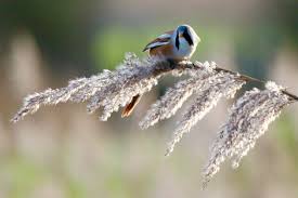 Attēlu rezultāti vaicājumam “Panurus biarmicus male”