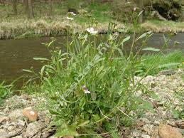 Attēlu rezultāti vaicājumam “Cardaminopsis arenosa bud”