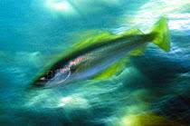 Image result for Pollachius virens