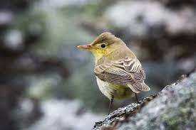 Attēlu rezultāti vaicājumam “Hippolais icterina”