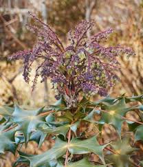 Attēlu rezultāti vaicājumam “Mahonia aquifolium bud”