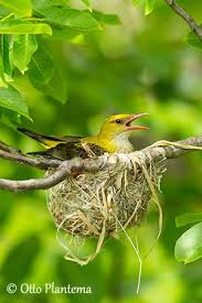 Attēlu rezultāti vaicājumam “Oriolus oriolus female”