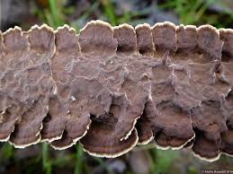 Attēlu rezultāti vaicājumam “Hymenochaete tabacina”