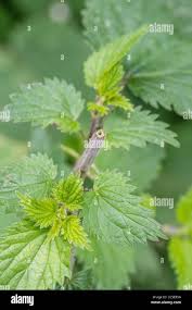 Attēlu rezultāti vaicājumam “Urtica dioica fruit”