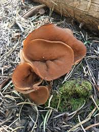 Attēlu rezultāti vaicājumam “Discina perlata”