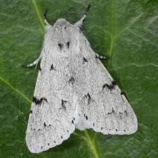 Attēlu rezultāti vaicājumam “Acronicta leporina”