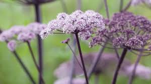 Attēlu rezultāti vaicājumam “Umbelliferae”