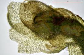 Attēlu rezultāti vaicājumam “Chiloscyphus polyanthos”