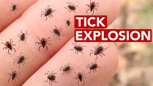 Attēlu rezultāti vaicājumam “Polypogon tentacularius”