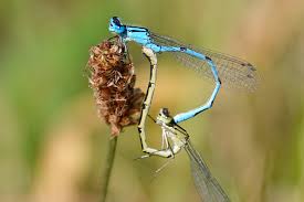 Attēlu rezultāti vaicājumam “Enallagma cyathigerum”